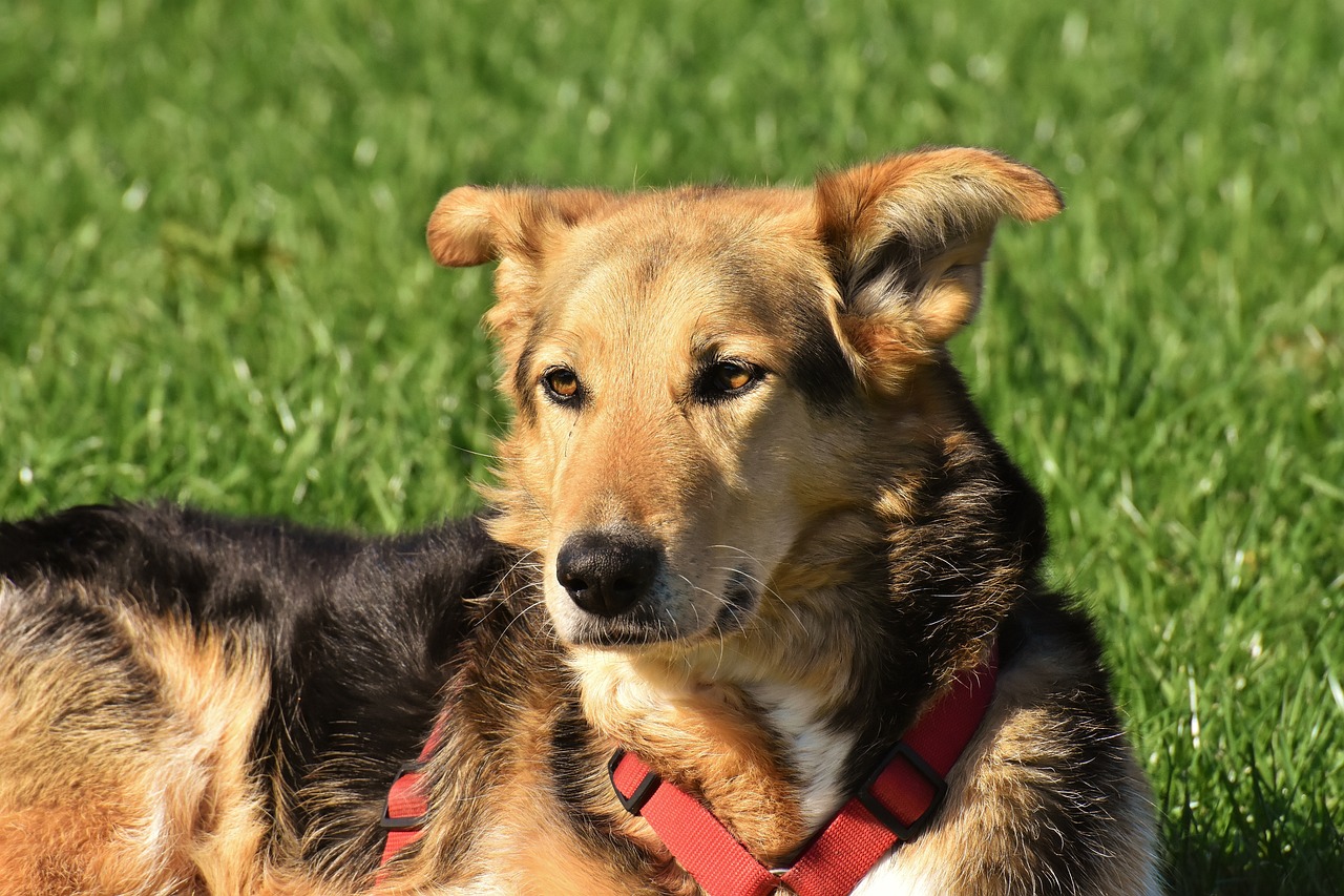 A Guide to Understanding Mixed Breed Characteristics